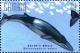 Colnect-4698-210-Bryde-s-whale.jpg