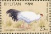 Colnect-1720-399-White-eared-Pheasant-Crossoptilon-crossoptilon-drouynii.jpg