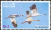 Colnect-1961-745-Siberian-Crane-Grus-leucogeranus.jpg