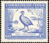 Colnect-1990-114-Giant-Coot-Fulica-gigantea.jpg