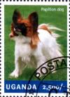 Colnect-3438-326-Papillon-Canis-lupus-familiaris.jpg