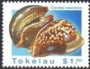 Colnect-3506-816-Chocolate-Cowry-Cypraea-mauritiana.jpg