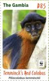 Colnect-4029-029-Temminck%E2%80%99s-Red-Colobus-Piliocolobus-temminckii.jpg