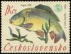 Colnect-438-494-Common-Carp-Cyprinus-carpio.jpg