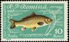 Colnect-4840-941-Common-Carp-Cyprinus-carpio.jpg