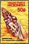 Colnect-5627-054-Conus-eburneus.jpg