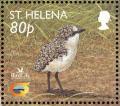 Colnect-1661-864-St-Helena-Plover-Charadrius-sanctaehelenae-chick.jpg