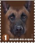 Colnect-1958-024-Malinois-Canis-lupus-familiaris.jpg