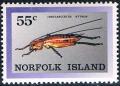 Colnect-2412-514-Nythos-Island-Cricket-Insulascirtus-nythos.jpg