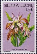 Colnect-4129-327-Crinum-ornatum.jpg