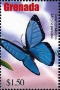 Colnect-4592-794-Common-morpho.jpg