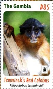 Colnect-4029-026-Temminck%E2%80%99s-Red-Colobus-Piliocolobus-temminckii.jpg