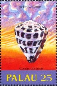 Colnect-3563-135-Conus-ebraeus.jpg