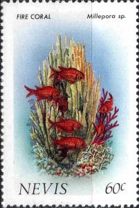 Colnect-3104-688-Fire-Coral-Millepora-sp.jpg