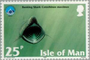 Colnect-125-177-Basking-Shark-Cetorhinus-maximus---Front.jpg