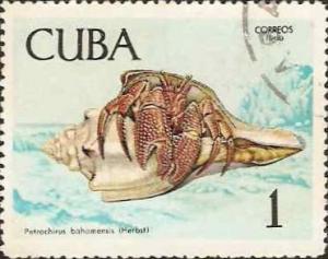 Colnect-1281-286-Giant-Hermit-Crab-Petrochirus-bahamensis.jpg