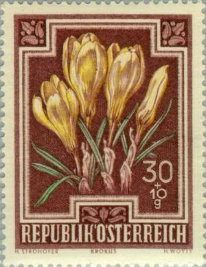 Colnect-136-227-Spring-Crocus-Crocus-vernus.jpg