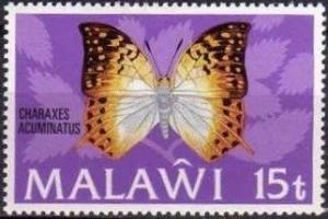 Colnect-1732-841-Mountain-Pearl-Charaxes-Charaxes-acuminatus.jpg