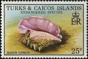 Colnect-1764-437-Queen-Conch-Lobatus-gigas.jpg