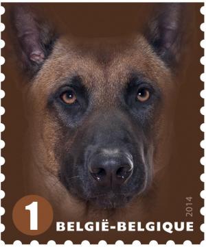 Colnect-1958-024-Malinois-Canis-lupus-familiaris.jpg