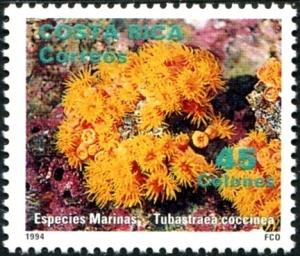 Colnect-2198-512-Orange-Cup-Coral-Tubastraea-coccinea.jpg