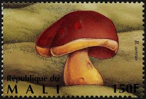 Colnect-2606-998-Dark-Cep-Boletus-aereus.jpg