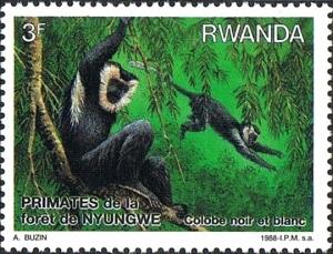 Colnect-2631-971-Ruwenzori-Colobus-Colobus-angolensis-ssp-ruwenzori.jpg