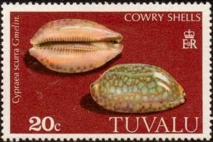 Colnect-2661-558-Jester-Cowry-Cypraea-scurra.jpg