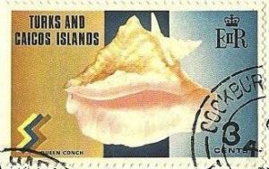 Colnect-2762-245-Queen-Conch-Lobatus-gigas.jpg