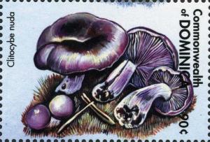 Colnect-3051-343-Clitocybe-nuda.jpg