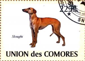 Colnect-3257-136-Sloughi-Canis-lupus-familiaris.jpg