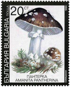 Colnect-3509-617-Panther-cap-Amanita-pantherina.jpg