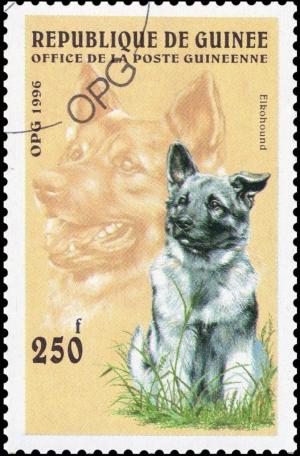 Colnect-3570-142-Elkhound-Canis-lupus-familiaris.jpg