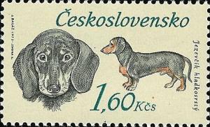 Colnect-414-065-Dachshund-Canis-lupus-familiaris.jpg