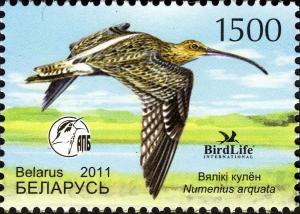 Colnect-4464-177-Eurasian-Curlew-Numenius-arquata.jpg