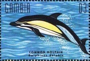 Colnect-4698-202-Common-dolphin.jpg