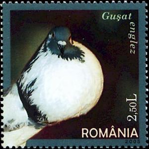 Colnect-5384-688-English-Pouter-Columba-livia-forma-domestica.jpg