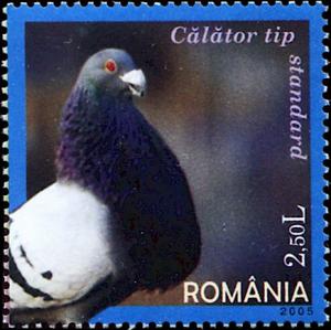 Colnect-5384-690-Carrier-Pigeon-Columba-livia-forma-domestica.jpg