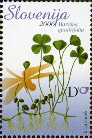 Colnect-710-469-European-Water-Clover-Marsilea-quadrifolia.jpg