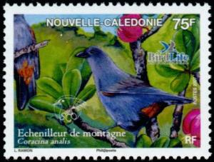 Colnect-858-848-New-Caledonian-Cuckooshrike-Coracina-analis.jpg