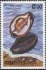 Colnect-1460-039-Onyx-Cowry-Erronea-onyx.jpg