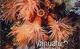 Colnect-1247-758-Tube-Coral-Tubastrea-sp.jpg