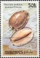 Colnect-1460-030-Arabian-Cowry-Mauritia-arabica.jpg