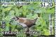 Colnect-3742-826-Spotless-Crake-Porzana-tabuensis.jpg