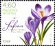 Colnect-6335-344-Spring-Crocus-Crocus-vernus.jpg