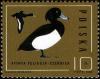 Colnect-1961-081-Tufted-Duck-Aythya-fuligula.jpg