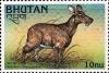 Colnect-3382-781-Alpine-Musk-Deer-Moschus-chrysogaster.jpg