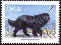 Colnect-2784-725-Newfoundland-Dog-Canis-lupus-familiaris.jpg