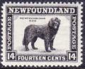 Colnect-6141-803-Newfoundland-Dog-Canis-lupus-familiaris.jpg