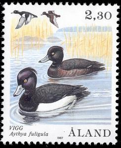 Aland_post_1987_Tufted-Duck-Aythya-fuligula.jpg